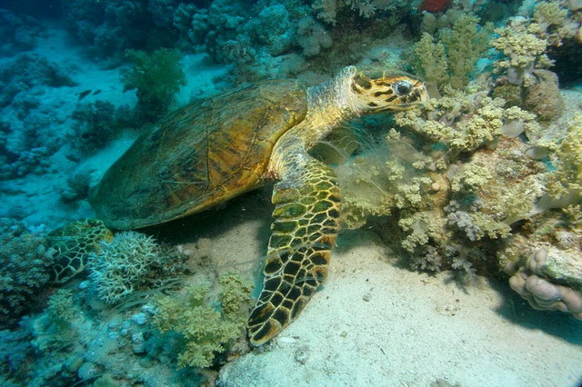 Лучшие места для дайвинга с черепахами - Доминика